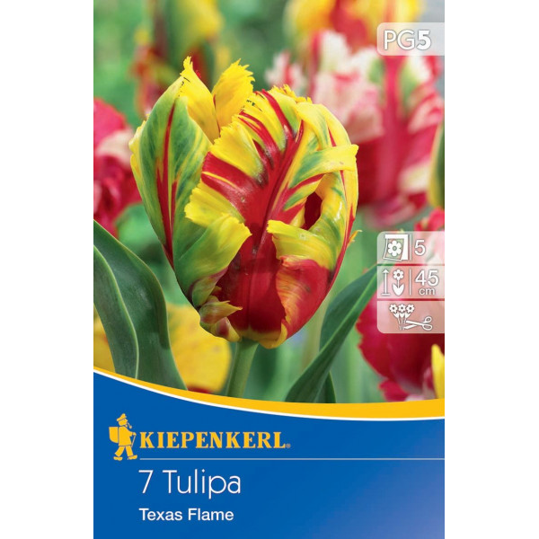 Virághagyma Tulipán (papagájvirágú) Texas Flame Kiepenkerl 7 db