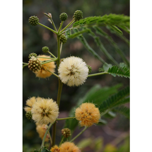 Ceylon Rosewood (Albizia odoratissima) 5 seeds