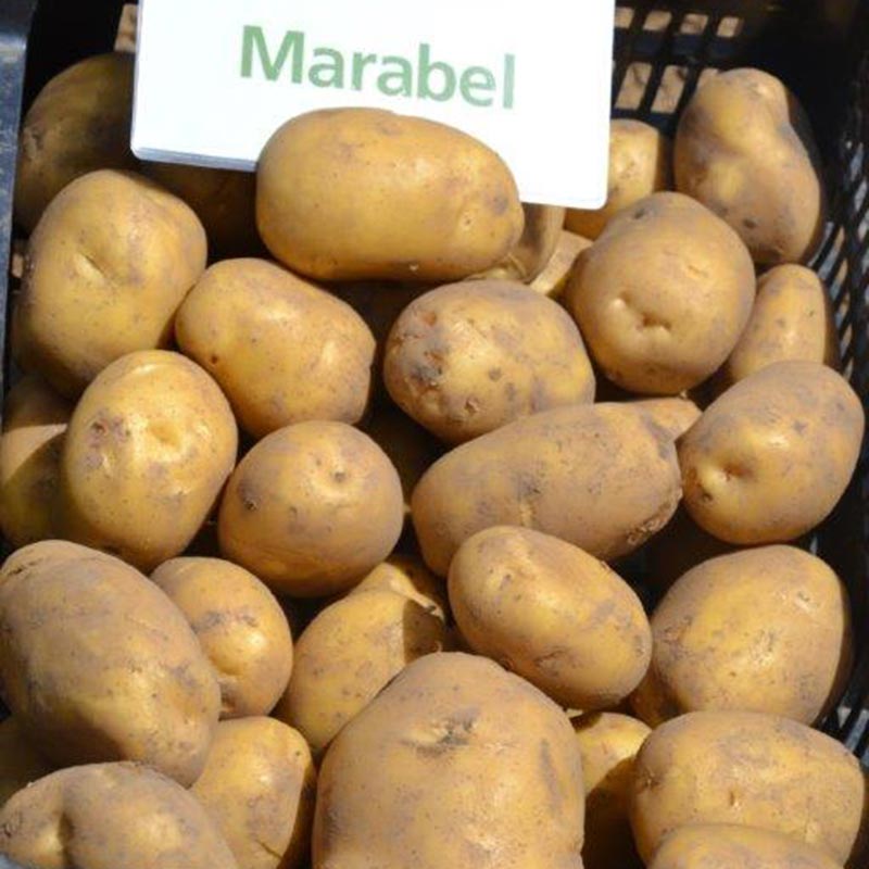 Potato seed tuber "Marabel" 50 pcs