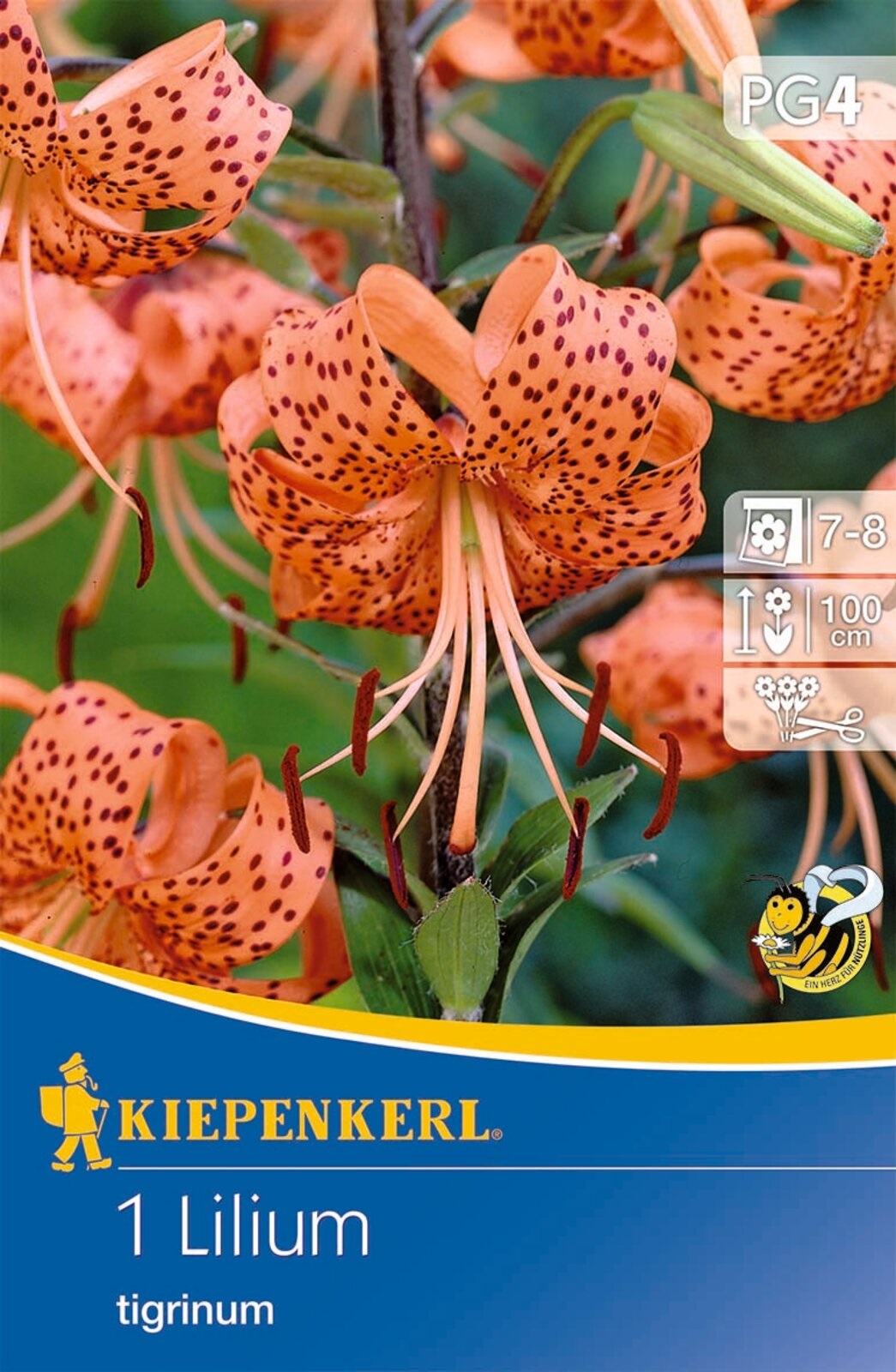 Blumenzwiebel Tigerlilie Tigerlilie (orange) Kiepenkerl 1 Stück