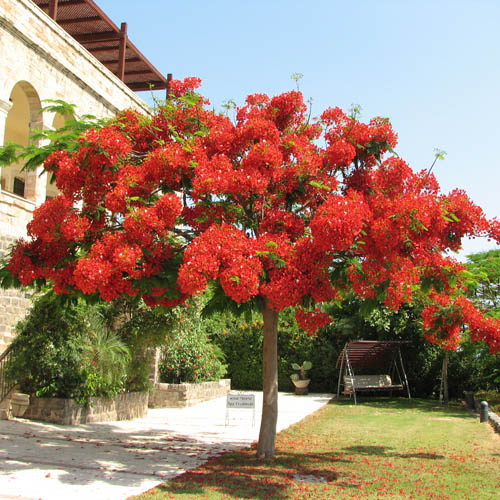 Brennholz (Delonix regia) 5 Körner