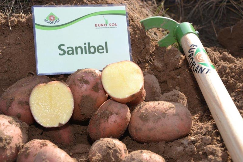 Potato seed tuber "Sanibel" 50 pcs