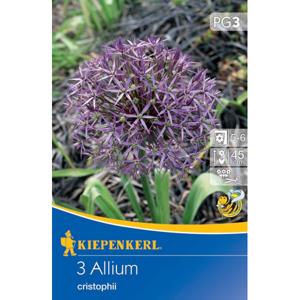 Blühende Zwiebel Zierzwiebel (Allium christophii) Kiepenkerl 3 Stück