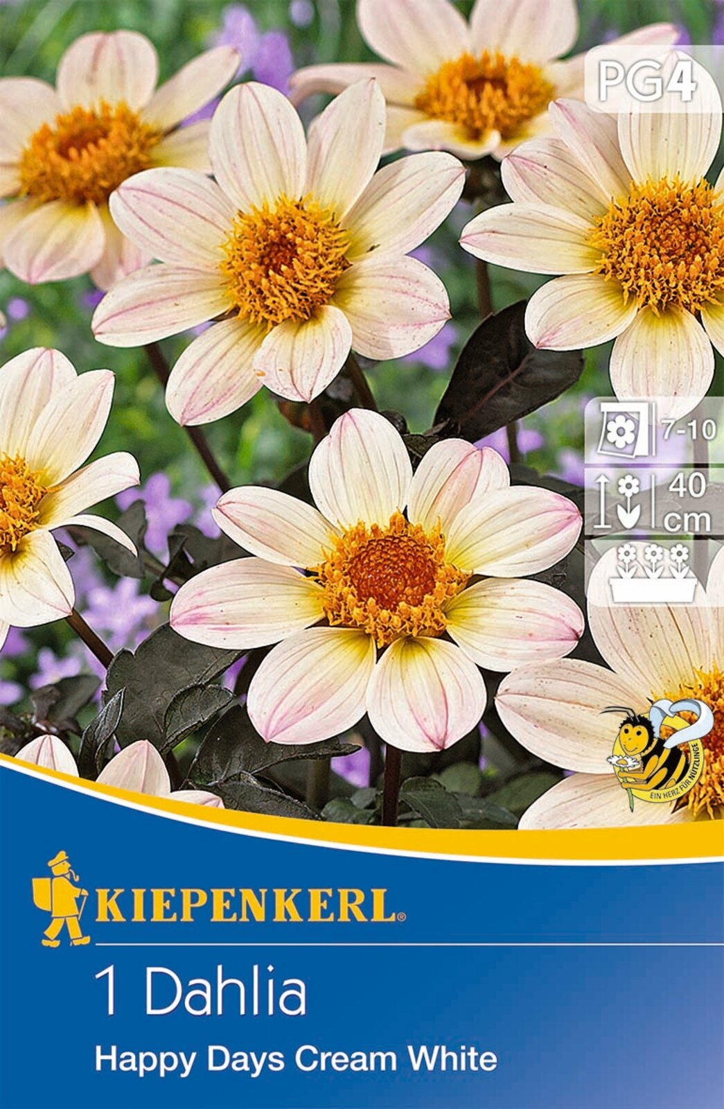 Bulb Dahlia Happy Days Cream White (cream) Kiepenkerl 1 pc