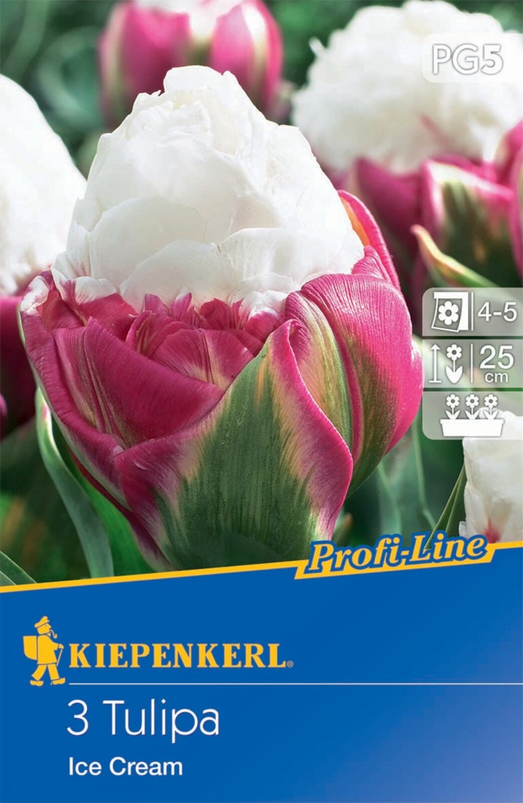 Blumenzwiebel Tulpeneis 3 Stück Kiepenkerl