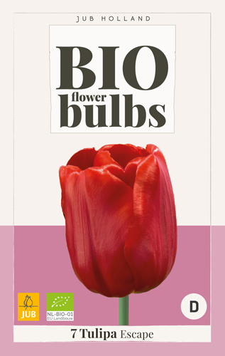 Blumenzwiebel BIO Tulpe Escape 7 Stück JUB