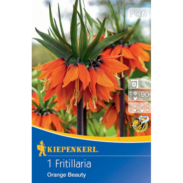 Flower bulb Fritillaria (Emperor's crown) Ornage beauty Kiepenkerl 1 pc