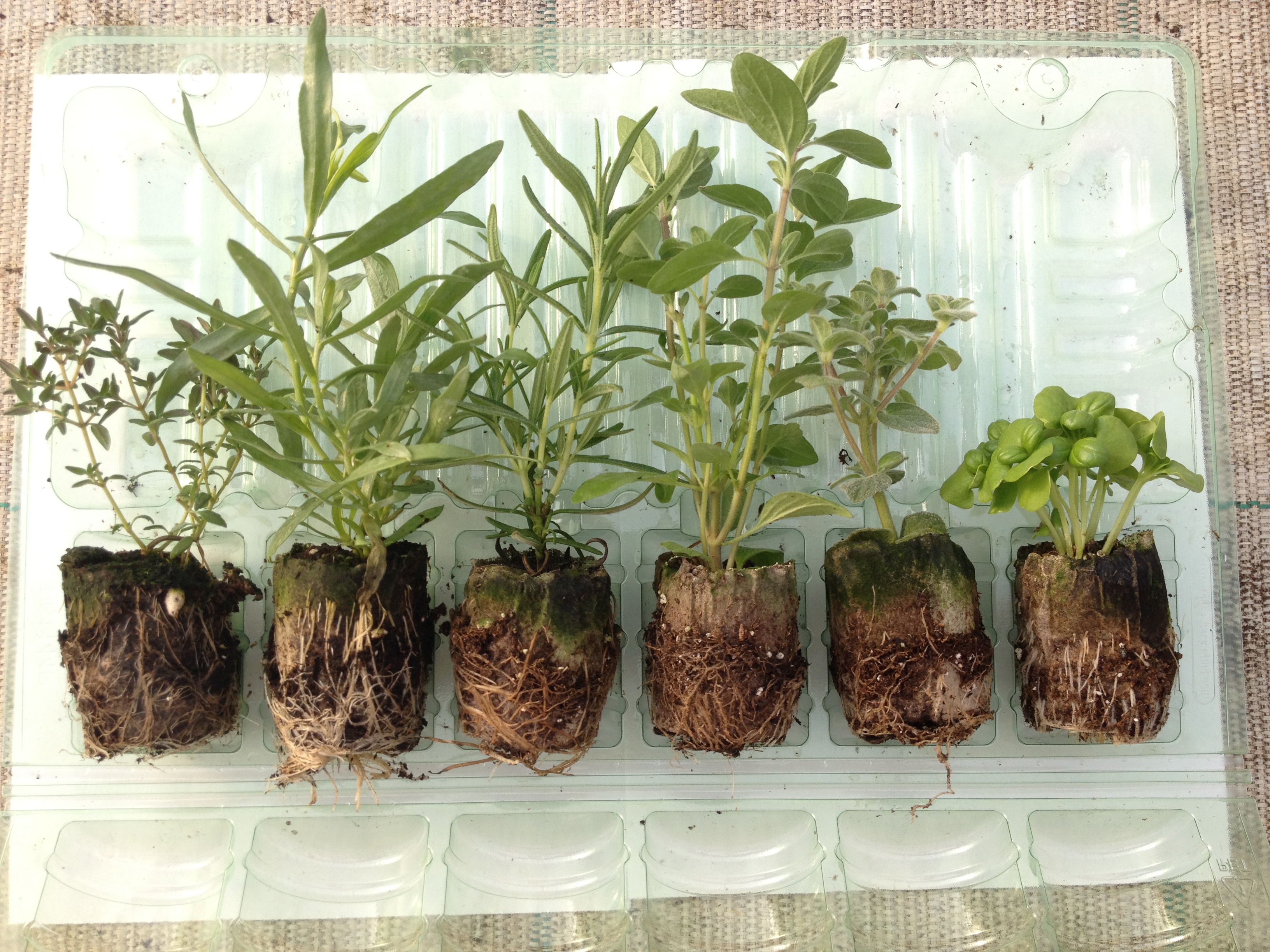 Fresh spice 6-pack of seedlings