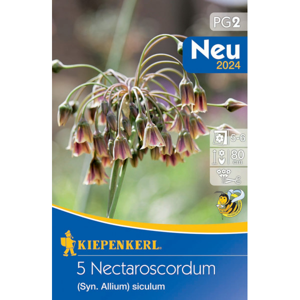 Blumenzwiebel Sizilianischer Honigknoblauch (Nectaroscordum) 5 Stück Kiepenkerl