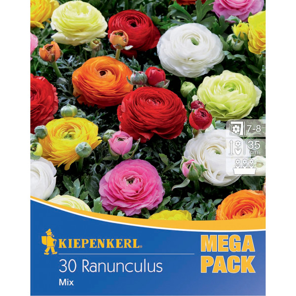 Virághagyma Boglárka (Ranunculus) Mega-Pack színkeverék Kiepenkerl 30 db