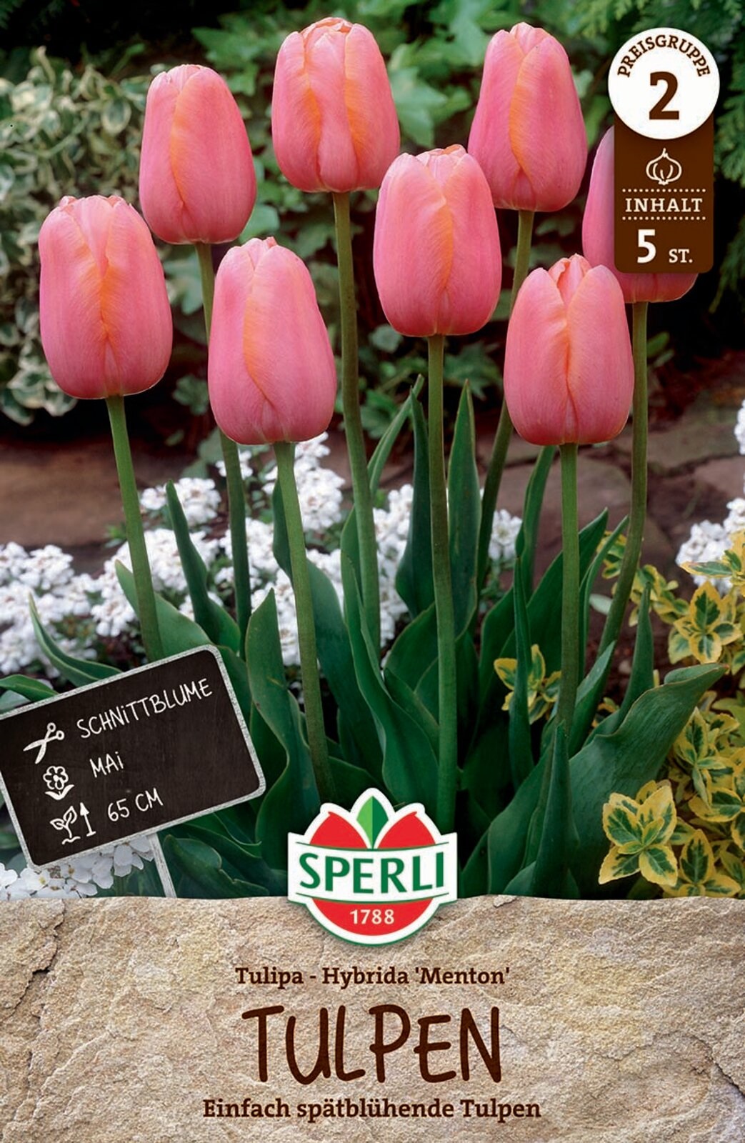 Blumenzwiebel Tulpe Menton 5 Stück Sperli