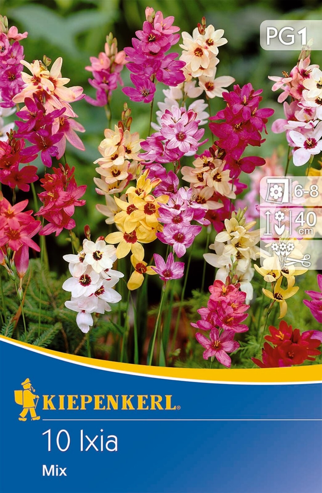 Bulb Ixia colour mix Kiepenkerl 10 pcs