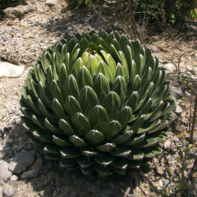 Agavenkönigin (Agave victoriae-reginae (Huasteca Canyon)) 5 Samen