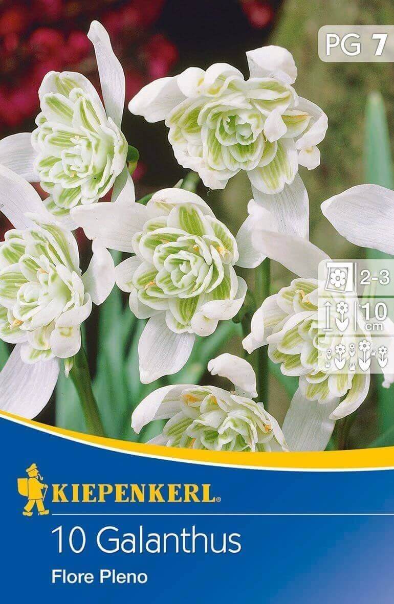 Bulbs Snowdrop bulb Flore Pleno Kiepenkerl 15 pcs