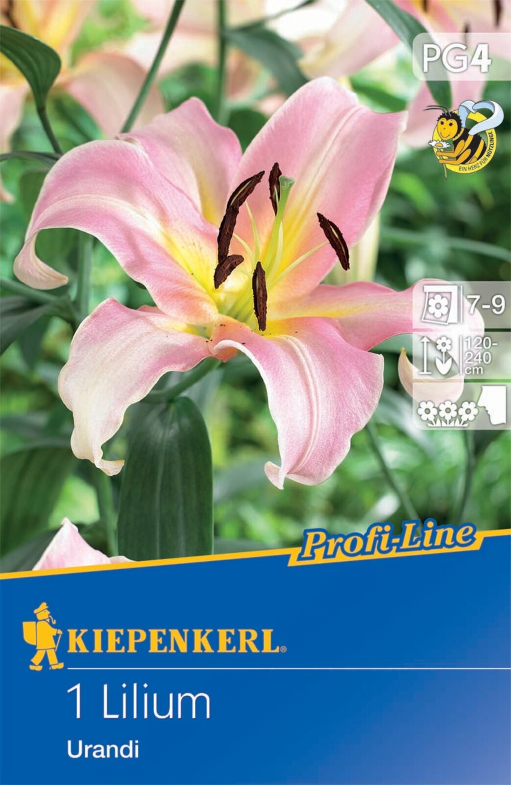 Blumenzwiebel Lilie Urandi Profi-Line Kiepenkerl 1 Stück