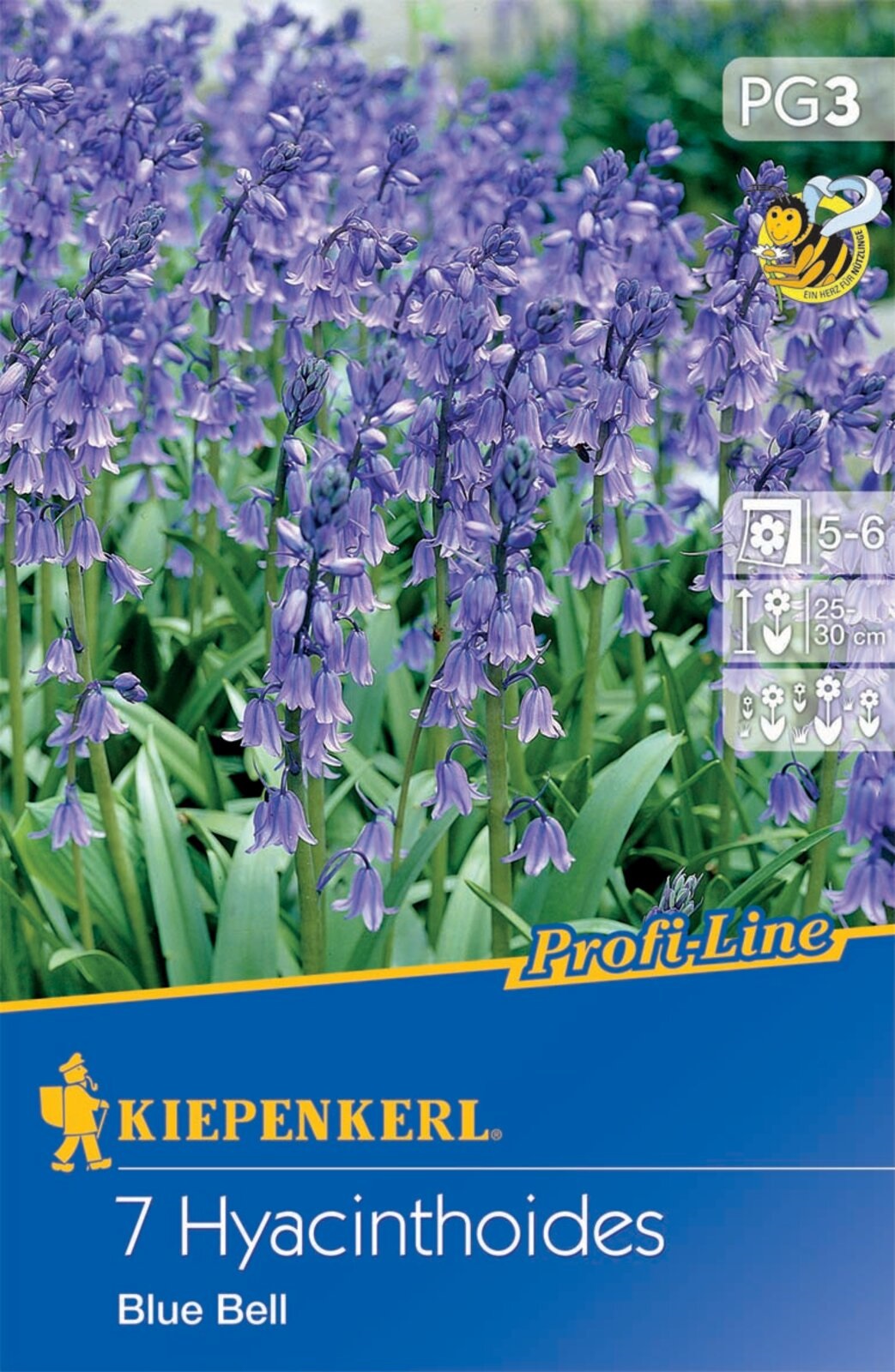 Blumenzwiebel Englische Blauglocke Blue Bell 7 Stück Kiepenkerl