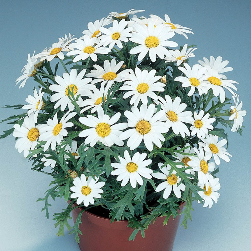 Mini daisy mix for balcony box 6 seedling pack