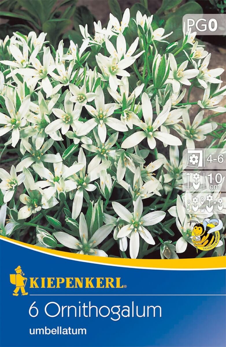 Blumenzwiebel Doldenblütige Vogelmilch (Ornithogalum) 6 Stück Kiepenkerl