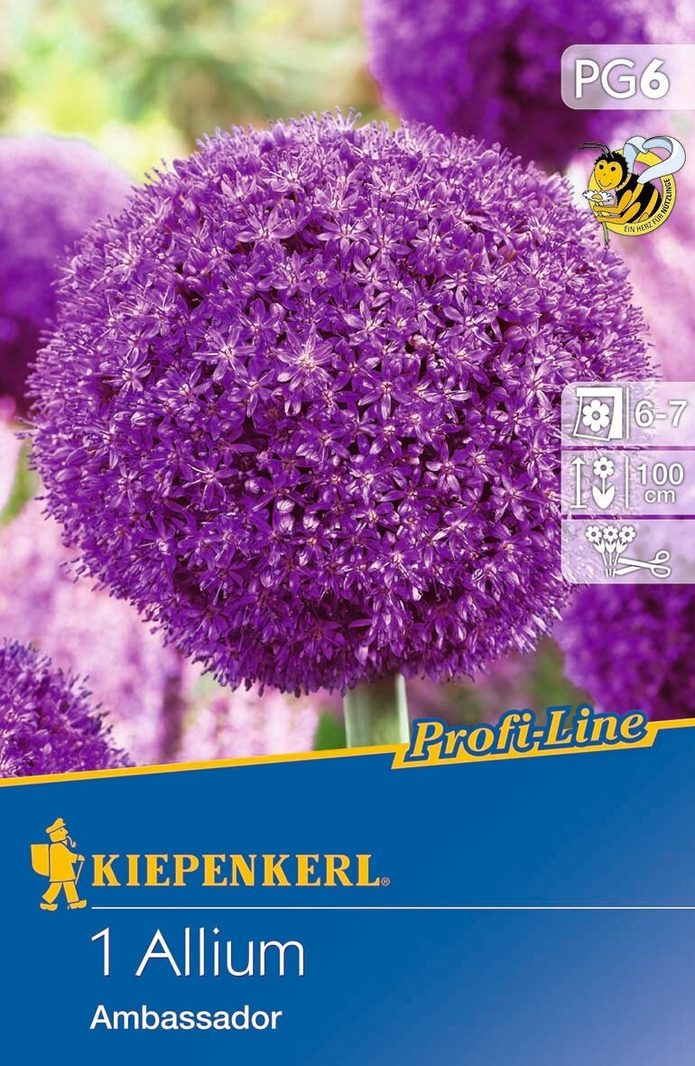 Blumenzwiebel Zierzwiebel Ambassador 1 Stück Kiepenkerl