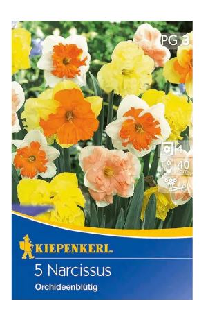 Bulb Daffodil orchid flower mixture Kiepenkerl 5 pcs