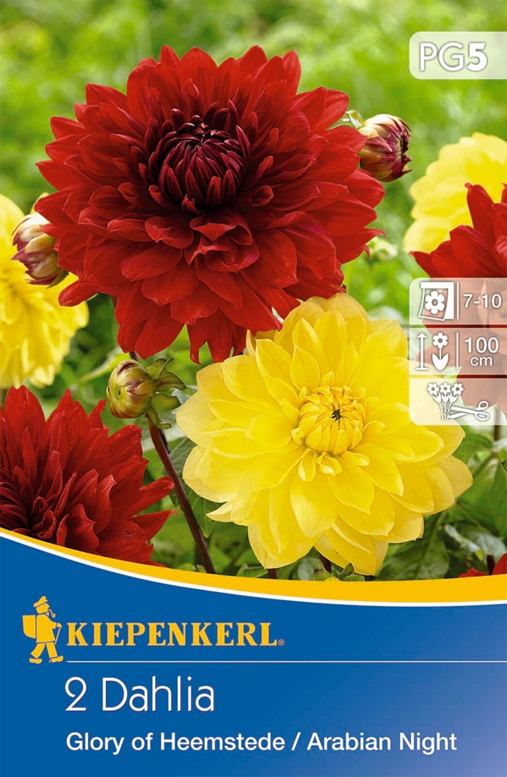 Bulb Dahlia duet Glorie of Heemst &amp; Arabian Night (yellow-red) Kiepenkerl 2 pcs