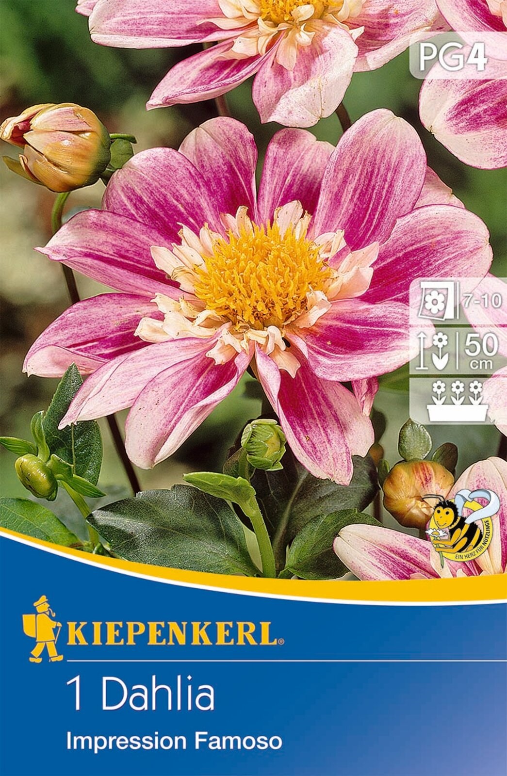 Blumenzwiebel Dahlia Impression Famoso (rosa) Kiepenkerl 1 Stück