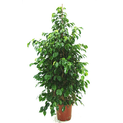 Csüngő fikusz (Ficus benjamina) 5 szem