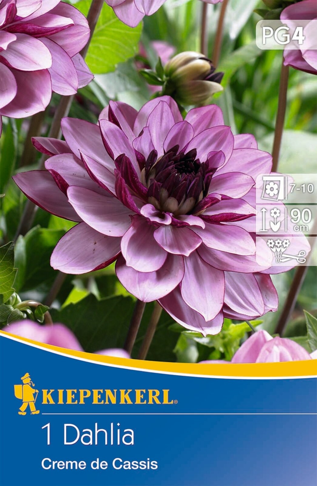 Bulb Dahlia Creme de Cassis (purple) Kiepenkerl 1 pc