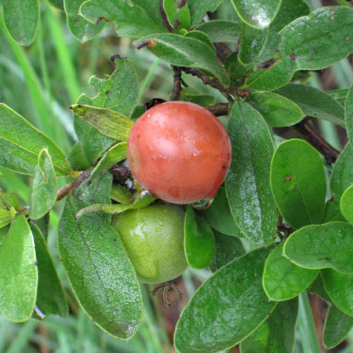 Affenpflaume (Diospyros lycioides) 5 Körner