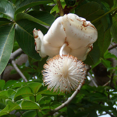 Baobab (Adansonia digitata) 5 seeds