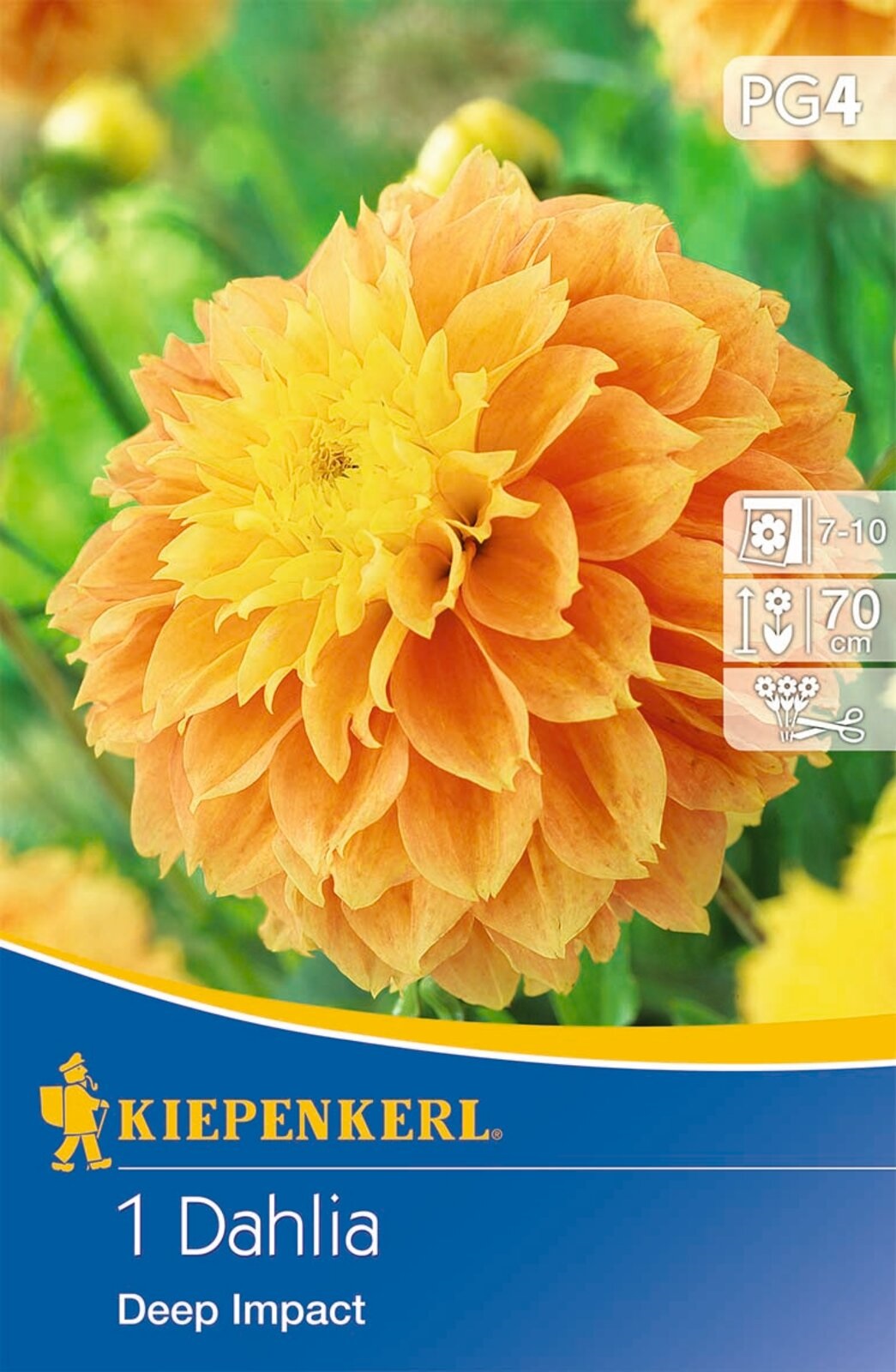 Bulb Dahlia Deep Impact (sunny yellow) Kiepenkerl 1 pc