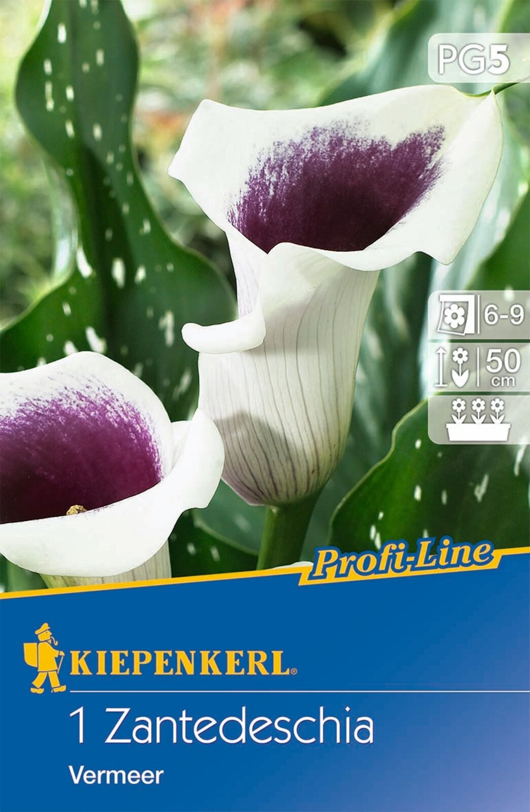 Bulb Kale (Zantedeschia) Vermeer (white-purple) Kiepenkerl 1 pc