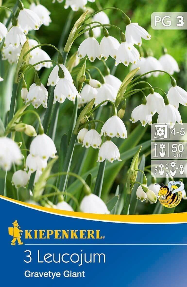 Blumenzwiebeln Zwiebel Erbse Gravetye Giant 3 Stück Kiepenkerl