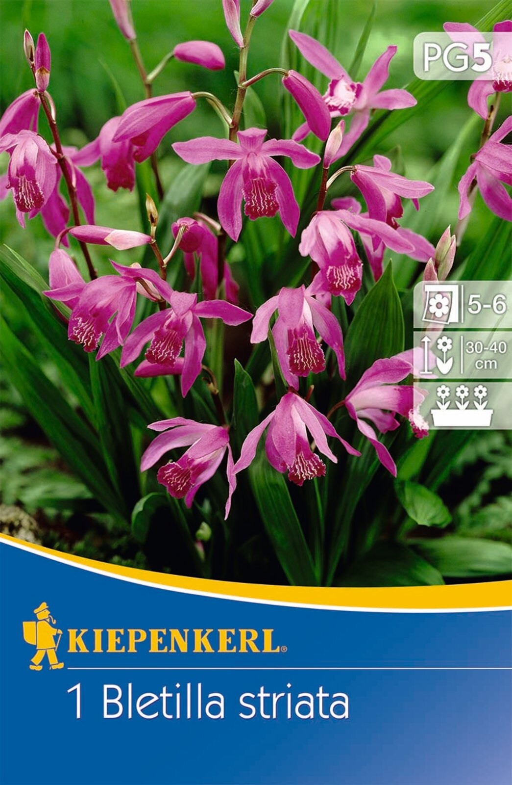 Blühende Zwiebel Jacintorchidea (Bletilla striata) (rosa) Kiepenkerl 1 Stück