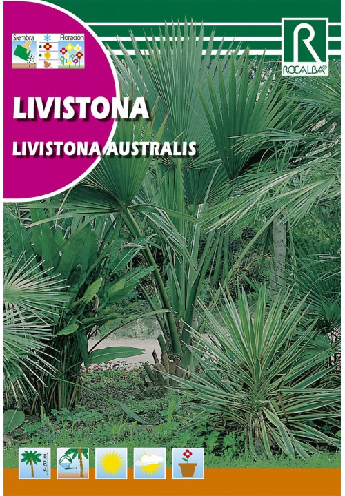 Australian fan palm (Livistona Australis) 3g Rocalba