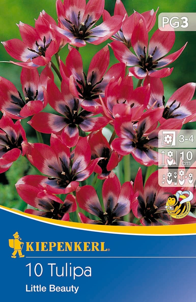 Blumenzwiebel Tulpe Little Beauty 10 Stück Kiepenkerl