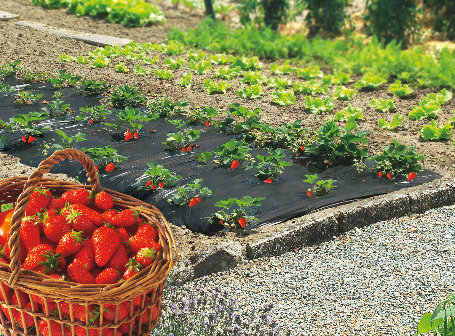 Ground cover for strawberries "Fresafilm" 1,4x10 m