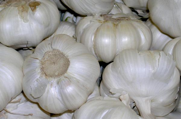Dughagyma Garlic 5 kg