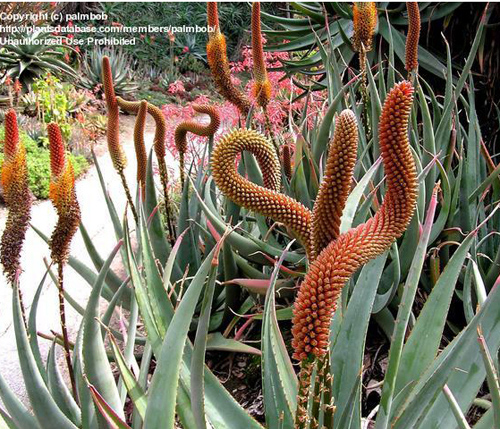 Cat's tail aloe (Aloe castanea) 5 grains