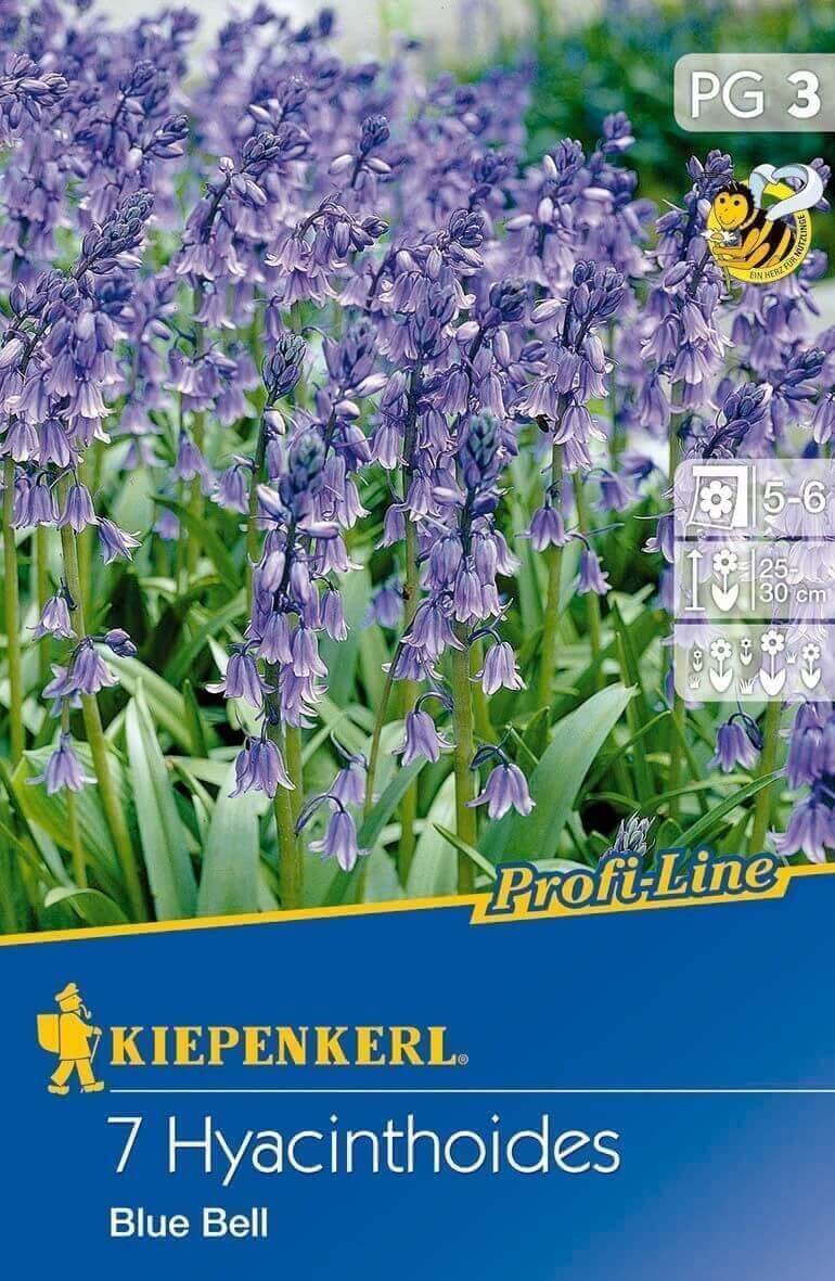 Blumenzwiebeln Blue Bell Blue Bell 7 Stück Kiepenkerl