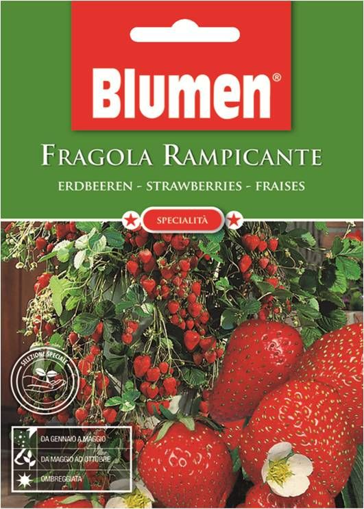 Kletternde Erdbeersamen Blumen 0,3 g