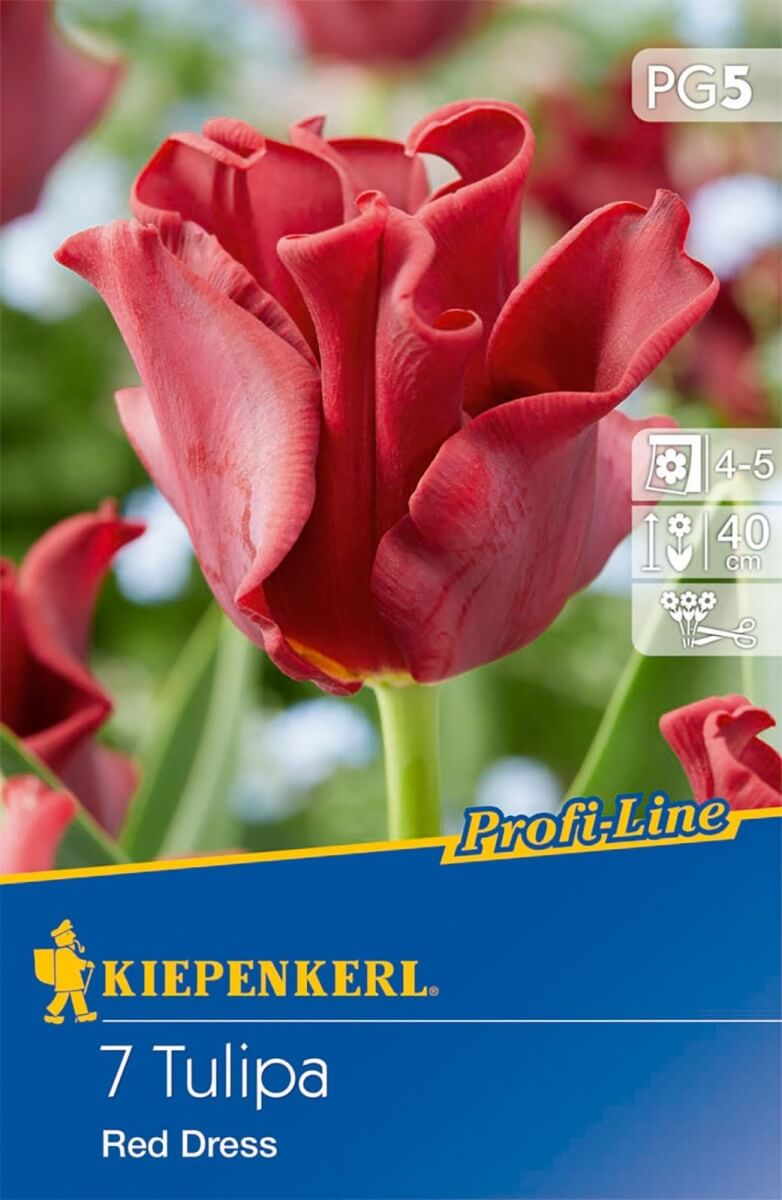 Blumenzwiebel Tulpe Rot Kleid 7 Stück Kiepenkerl