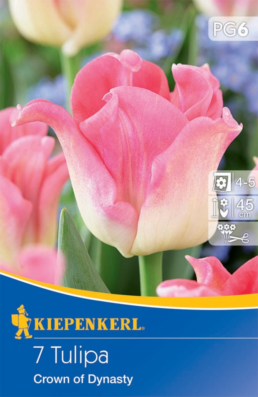 Zwiebelkrone Tulpenkrone der Dynastie 7 Zwiebeln Kiepenkerl