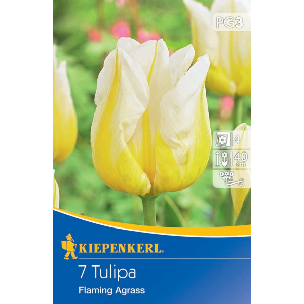 Blumenzwiebel Tulpe Flaming Agrass Kiepenkerl 7 Stück