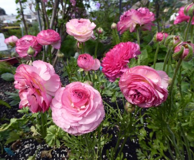 Blumenzwiebel Butterblume Picotee Rosa 10 Stück Garten Samen