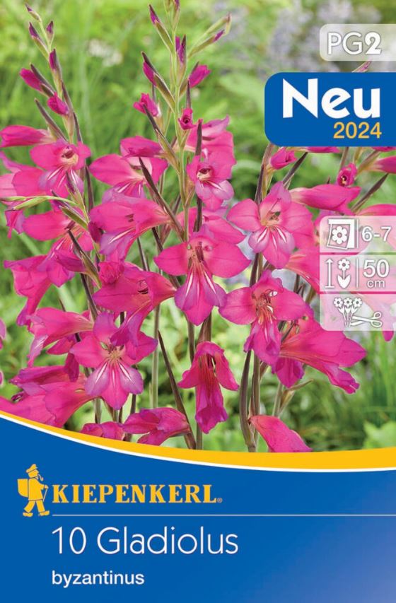 Zwiebel Winterharte Schwertblume (Gladiolus comm.ssp.byzantinus) 10 Stück Kiepenkerl