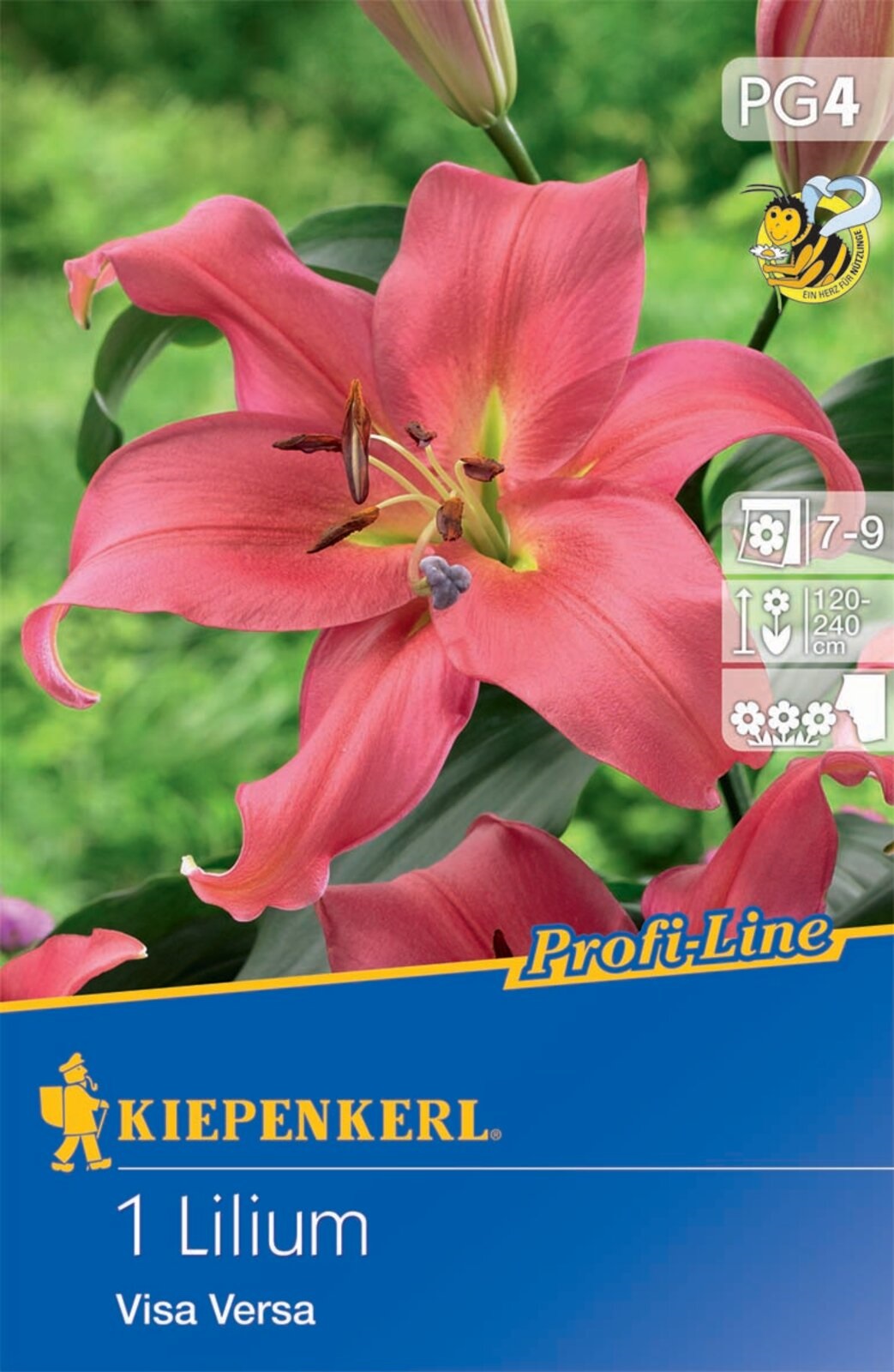 Blumenzwiebel Lily Visa Versa Profi-line Kiepenkerl 1 Stück