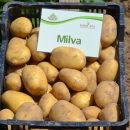 Kartoffelsamenknolle "Milva" 50 Stück