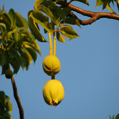 Baobab (Adansonia digitata) 5 seeds