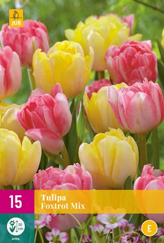 Blumenzwiebel Tulpe Foxtrot Mix 15 Stück JUB